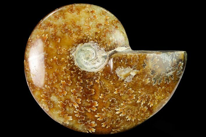 Polished Ammonite (Cleoniceras) Fossil - Madagascar #166673